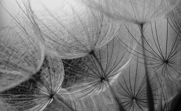 Foto tapeta - Detalj maslačka (152,5x104 cm)