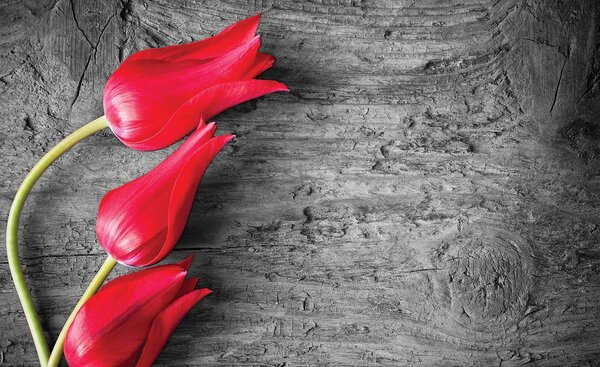 Foto tapeta - Crveni tulipani (152,5x104 cm)