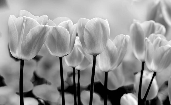 Foto tapeta - Tulipani (152,5x104 cm)