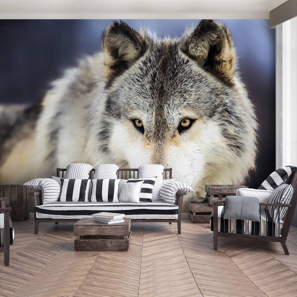Foto tapeta - Snježni vuk (152,5x104 cm)