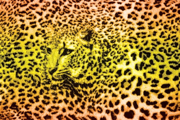 Foto tapeta - Gepard leopard životinja (152,5x104 cm)
