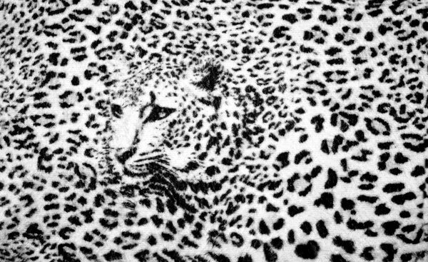 Foto tapeta - Crno-bijela - gepard (152,5x104 cm)