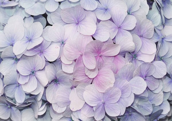 Foto tapeta - Cvijeće (152,5x104 cm)