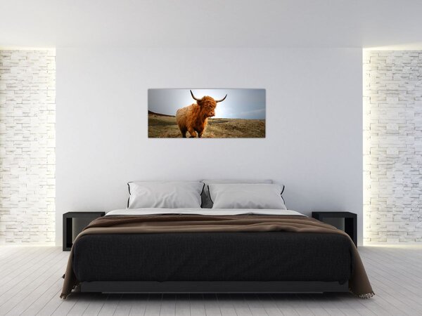 Slika škotske krave (120x50 cm)