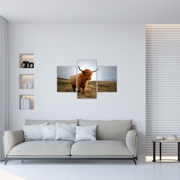 Slika škotske krave (90x60 cm)