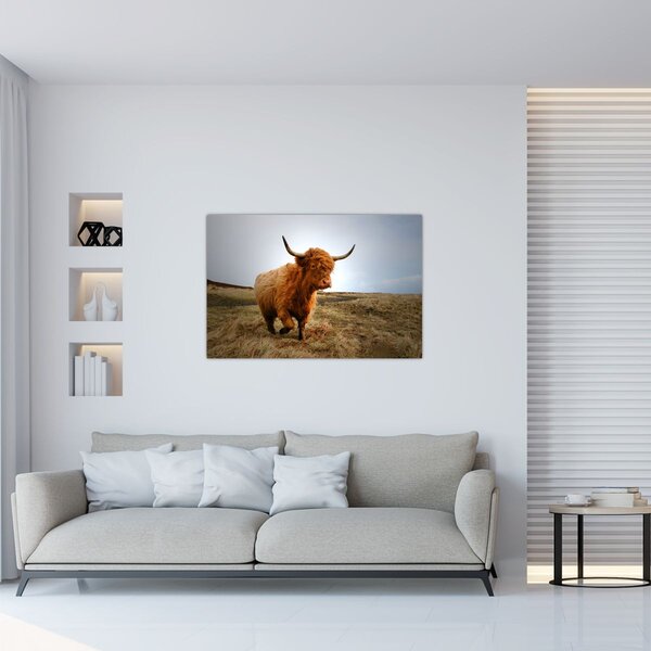 Slika škotske krave (90x60 cm)