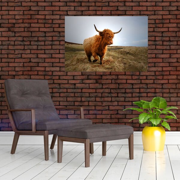 Slika škotske krave (90x60 cm)