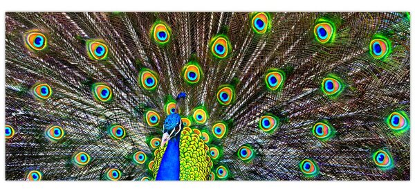 Slika - Paun (120x50 cm)
