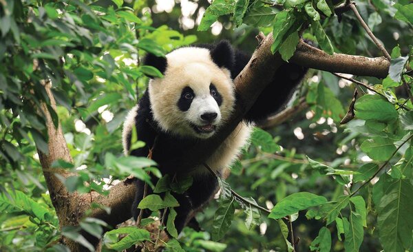 Foto tapeta - Panda (152,5x104 cm)