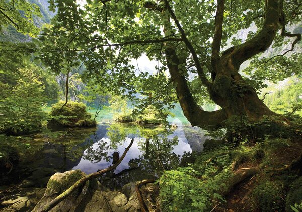 Foto tapeta - Lokva skrivena u šumi (152,5x104 cm)