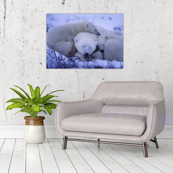 Slika - Polarni medvjedi (70x50 cm)