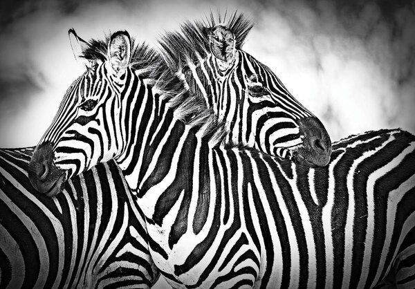 Foto tapeta - Zebra (152,5x104 cm)