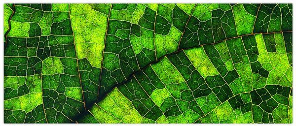 Slika - Detalj lista (120x50 cm)