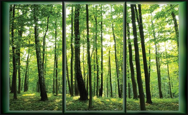 Foto tapeta - Šuma (152,5x104 cm)