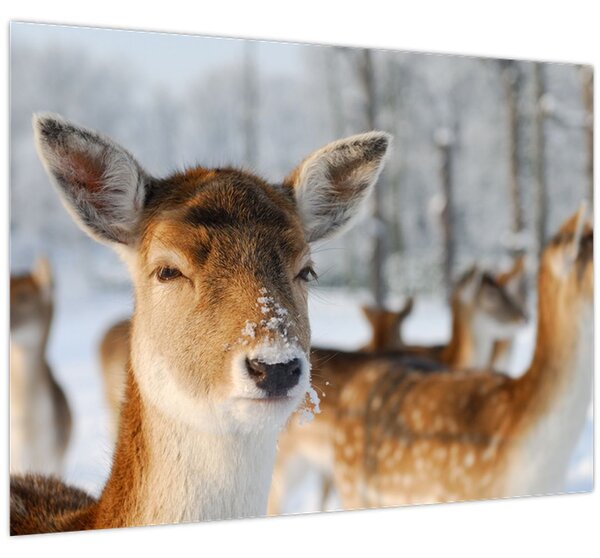 Slika -Bambi (70x50 cm)
