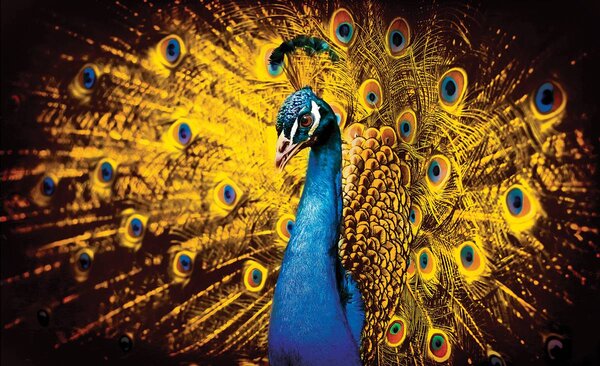Foto tapeta - Paun sa žutim perjem (152,5x104 cm)