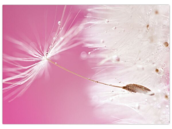 Slika - Makro cvijet (70x50 cm)