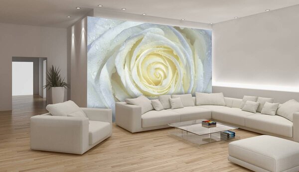 Foto tapeta - Bijela ruža (152,5x104 cm)