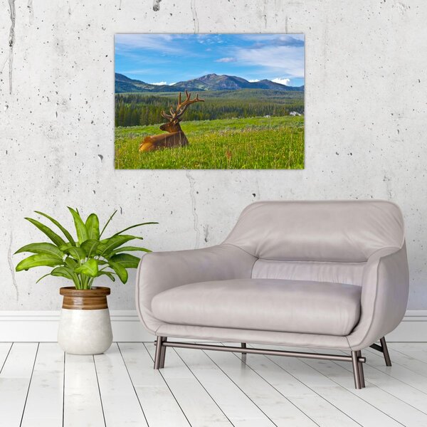 Slika - Jelen na livadi (70x50 cm)