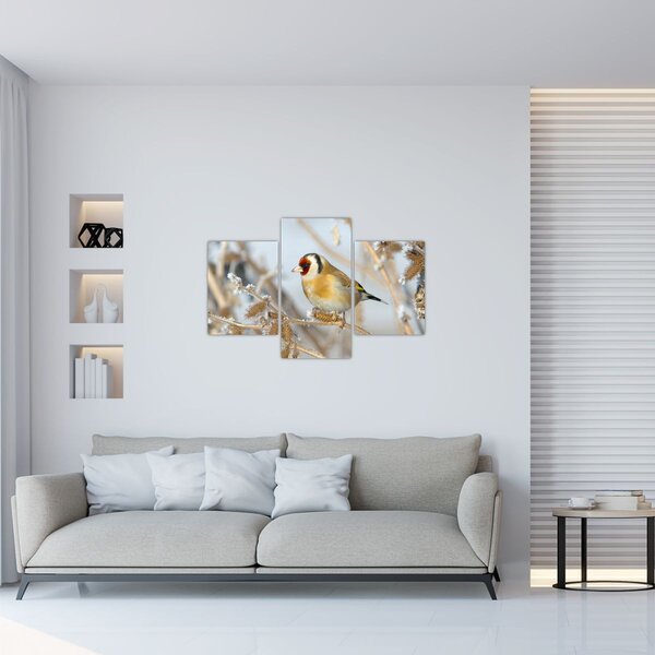 Slika - Češljugar (90x60 cm)