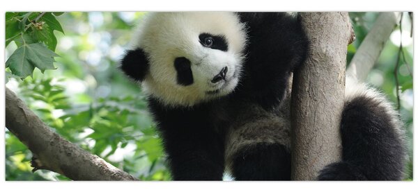 Slika - Panda na drvetu (120x50 cm)
