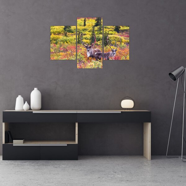 Slika - Karibu na Aljasci (90x60 cm)