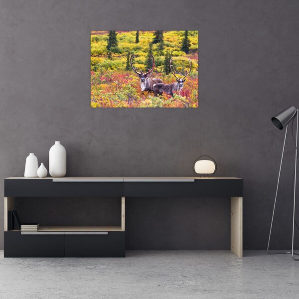 Slika - Karibu na Aljasci (70x50 cm)