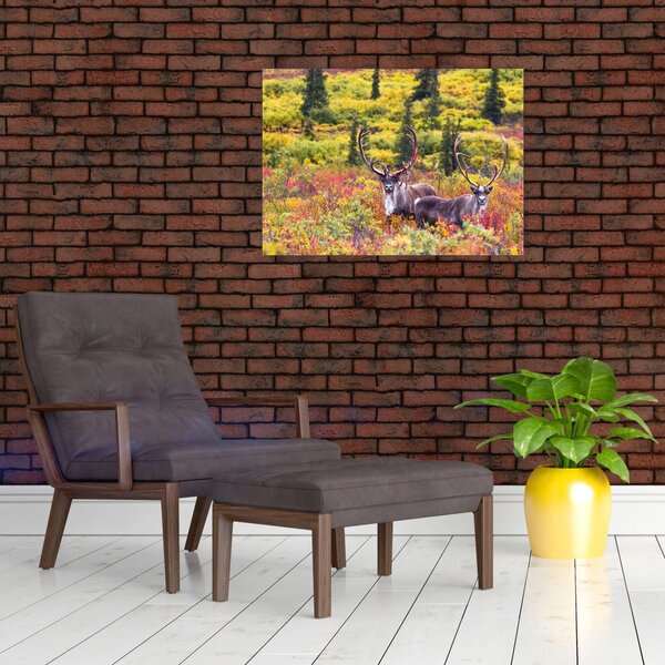 Slika - Karibu na Aljasci (70x50 cm)