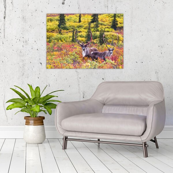 Slika - Karibu na Aljasci (70x50 cm)