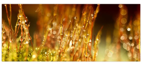Slika - Detalj rose (120x50 cm)