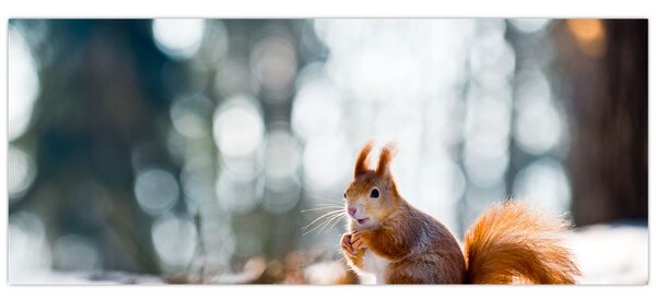 Slika - Vjeverica (120x50 cm)
