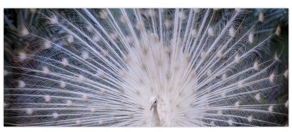 Slika - Bijeli paun (120x50 cm)