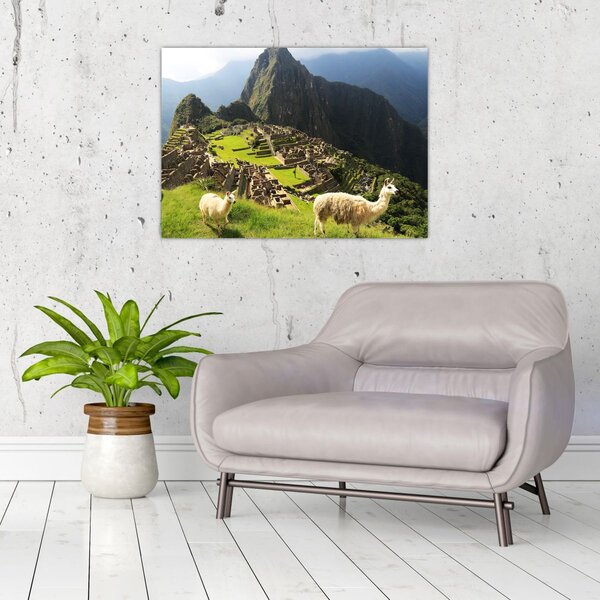 Slika - Lame u Machu Picchu (70x50 cm)