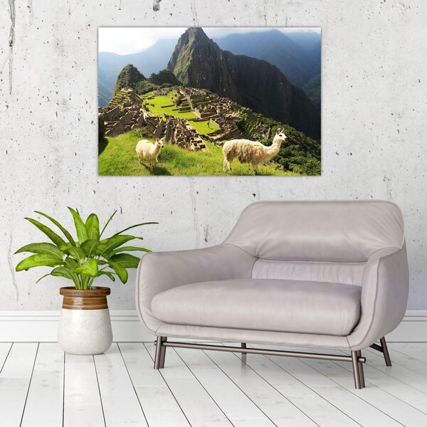 Slika - Lame u Machu Picchu (90x60 cm)