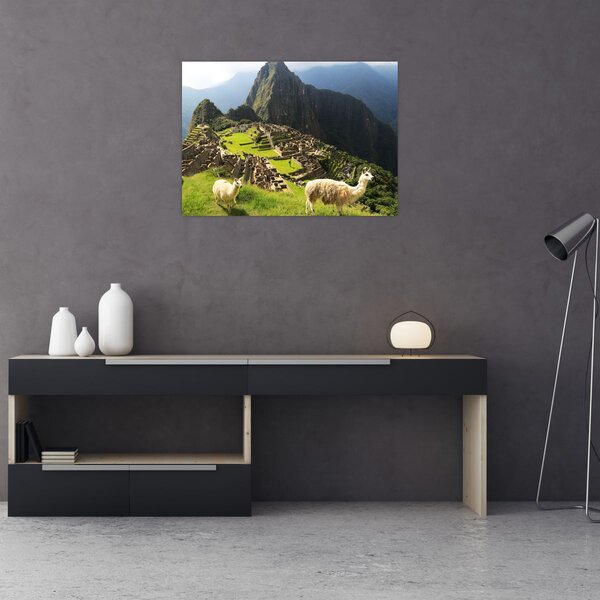 Slika - Lame u Machu Picchu (70x50 cm)