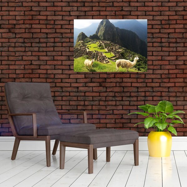 Slika - Lame u Machu Picchu (70x50 cm)