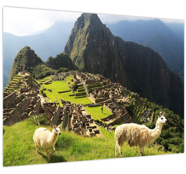 Slika - Lame u Machu Picchu (70x50 cm)