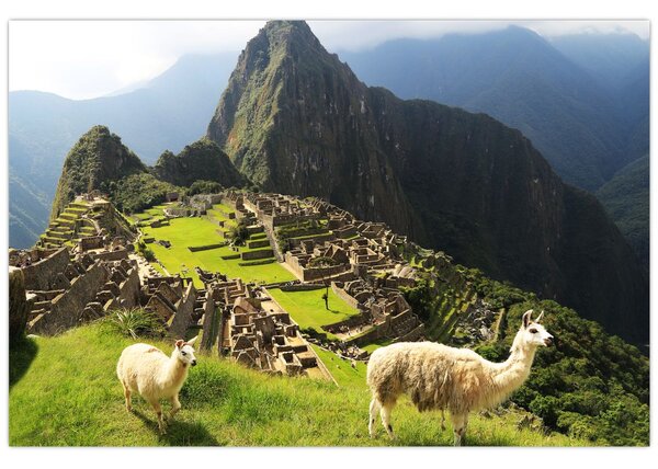 Slika - Lame u Machu Picchu (90x60 cm)