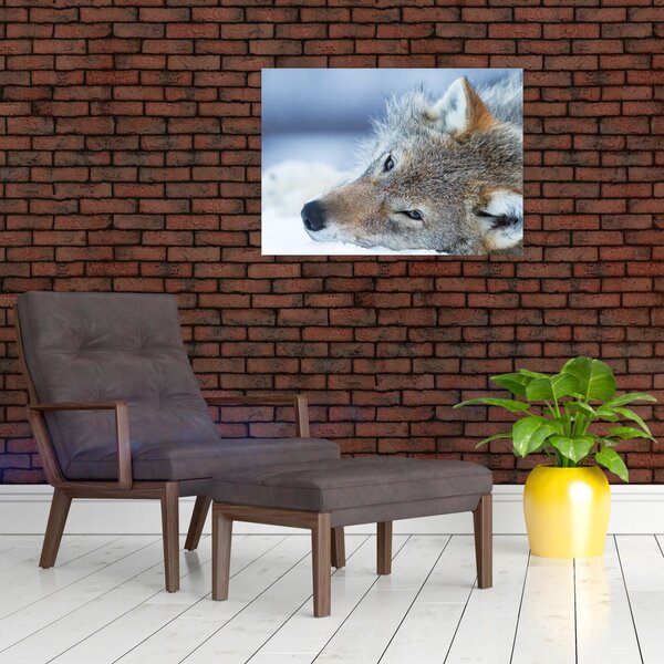 Slika - Vuk (70x50 cm)