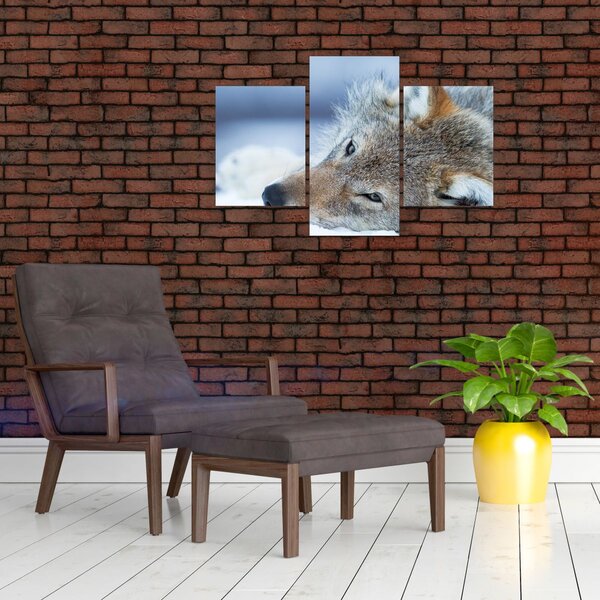 Slika - Vuk (90x60 cm)