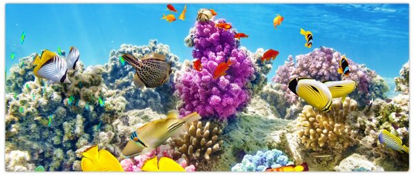 Slika - Morski svijet (120x50 cm)