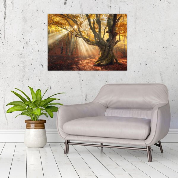 Slika - Jesenje svjetlo (70x50 cm)