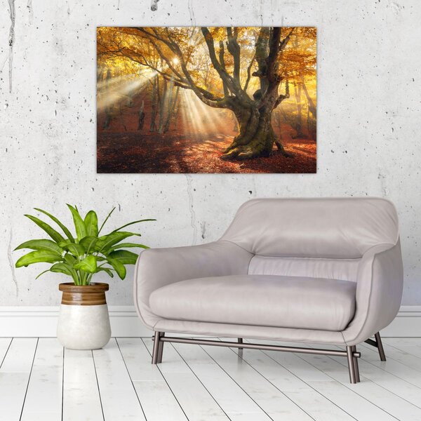 Slika - Jesenje svjetlo (90x60 cm)