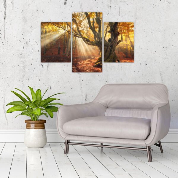 Slika - Jesenje svjetlo (90x60 cm)