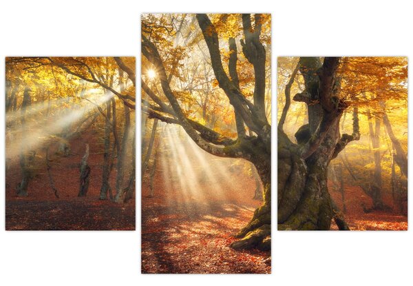 Slika - Jesenje svjetlo (90x60 cm)
