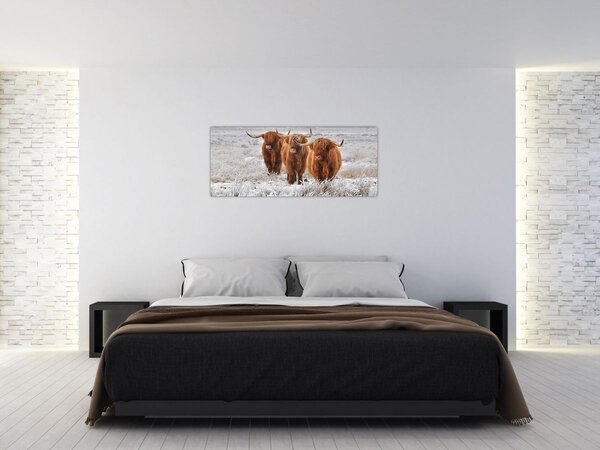 Slika - Škotske krave (120x50 cm)