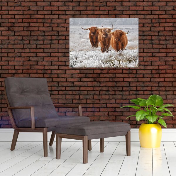 Slika - Škotske krave (70x50 cm)
