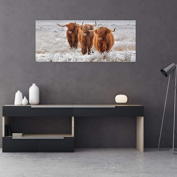 Slika - Škotske krave (120x50 cm)