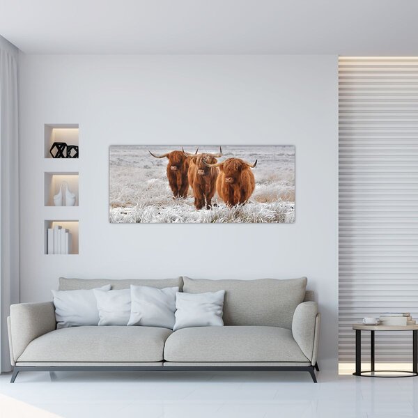 Slika - Škotske krave (120x50 cm)