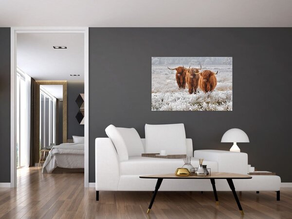 Slika - Škotske krave (90x60 cm)